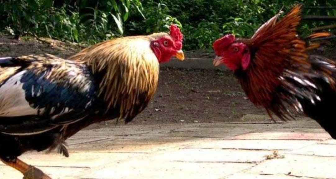 12bet Đá Gà Cựa Sắt