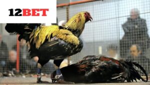 Thành công của kênh đá gà cực sắt 12bet