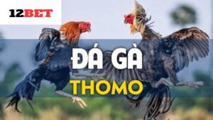 Đa dạng trận đá kê Thomo